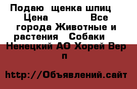 Подаю. щенка шпиц  › Цена ­ 27 000 - Все города Животные и растения » Собаки   . Ненецкий АО,Хорей-Вер п.